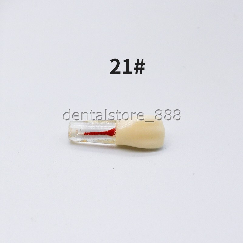 10Pcs Dental Root Canal Practice Model Endo Teeth Study Training Kit