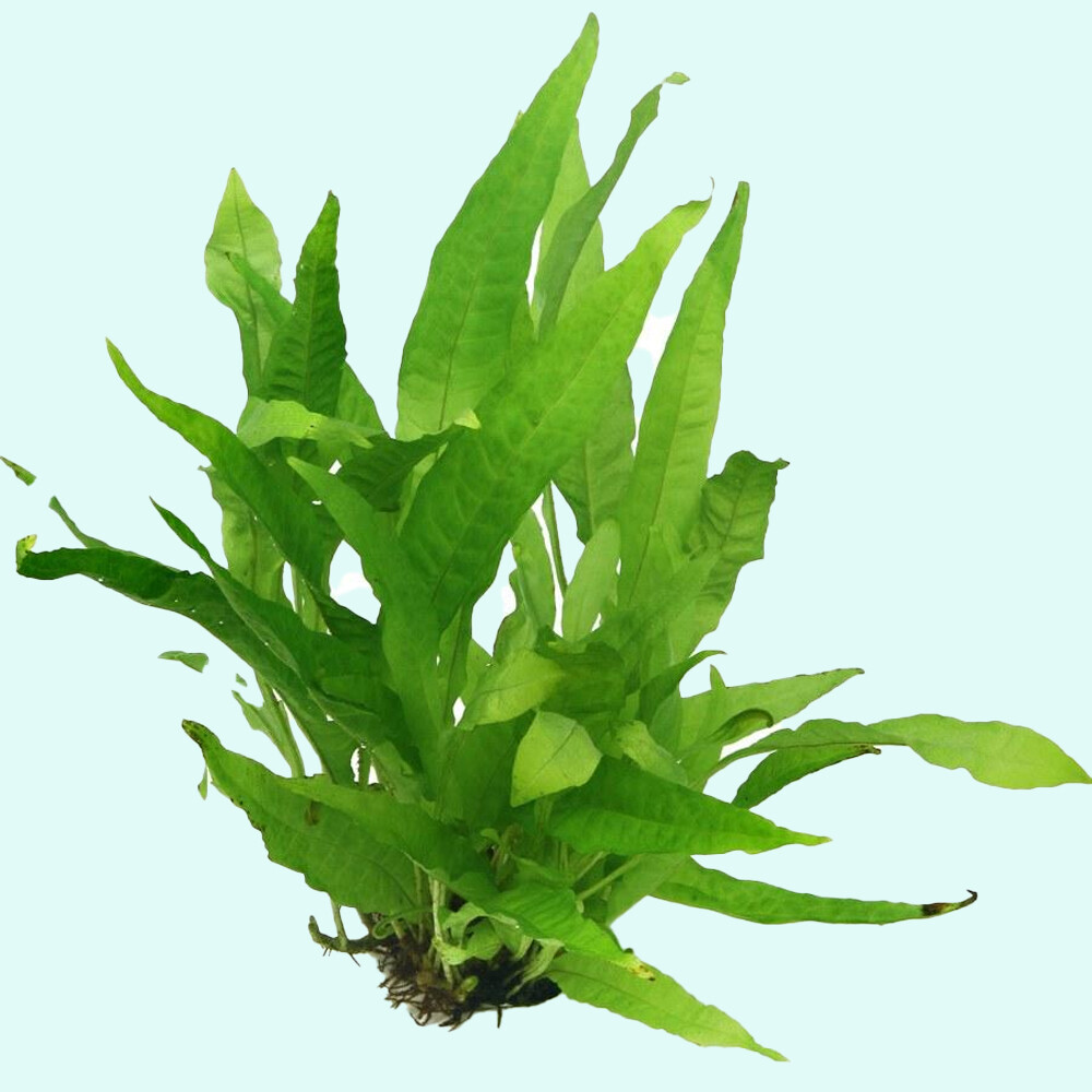 Java Fern Microsorum Pteropus Driftwood Live Aquarium Plants