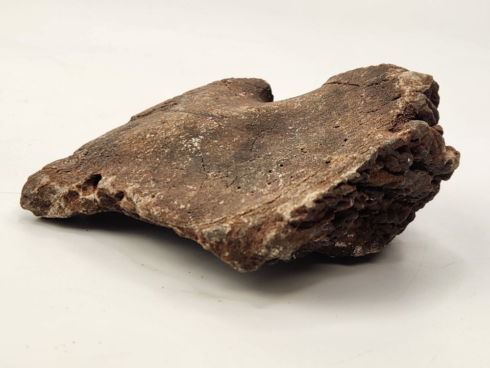 Unknown Dinosaur Bone Fossil (Coracoid?) - Morrison Fm. - UT - Jurassic