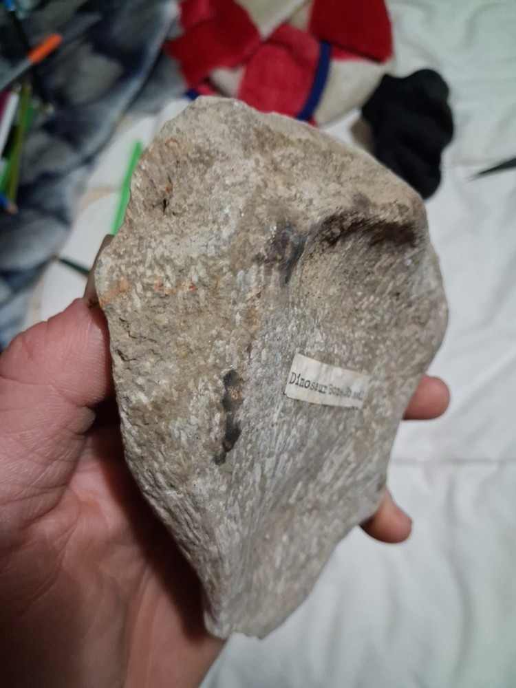Fossil Bone Dinosaur
