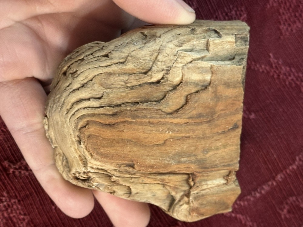 Central Oregon Petrified Wood 11.4oz