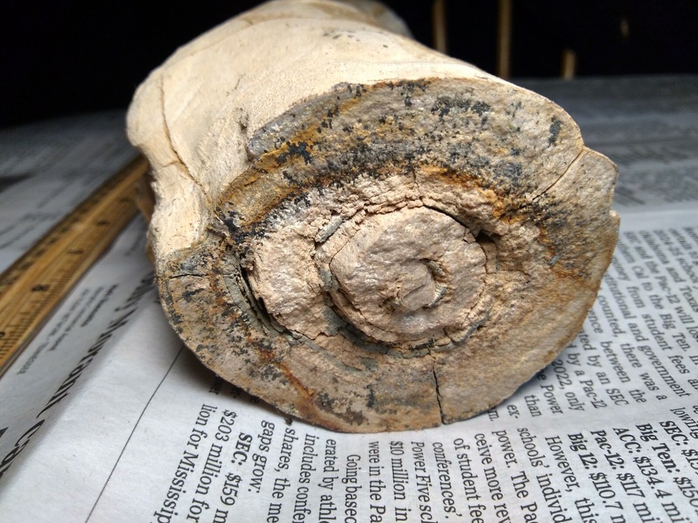Petrified Wood Limb- Over 6 lbs.