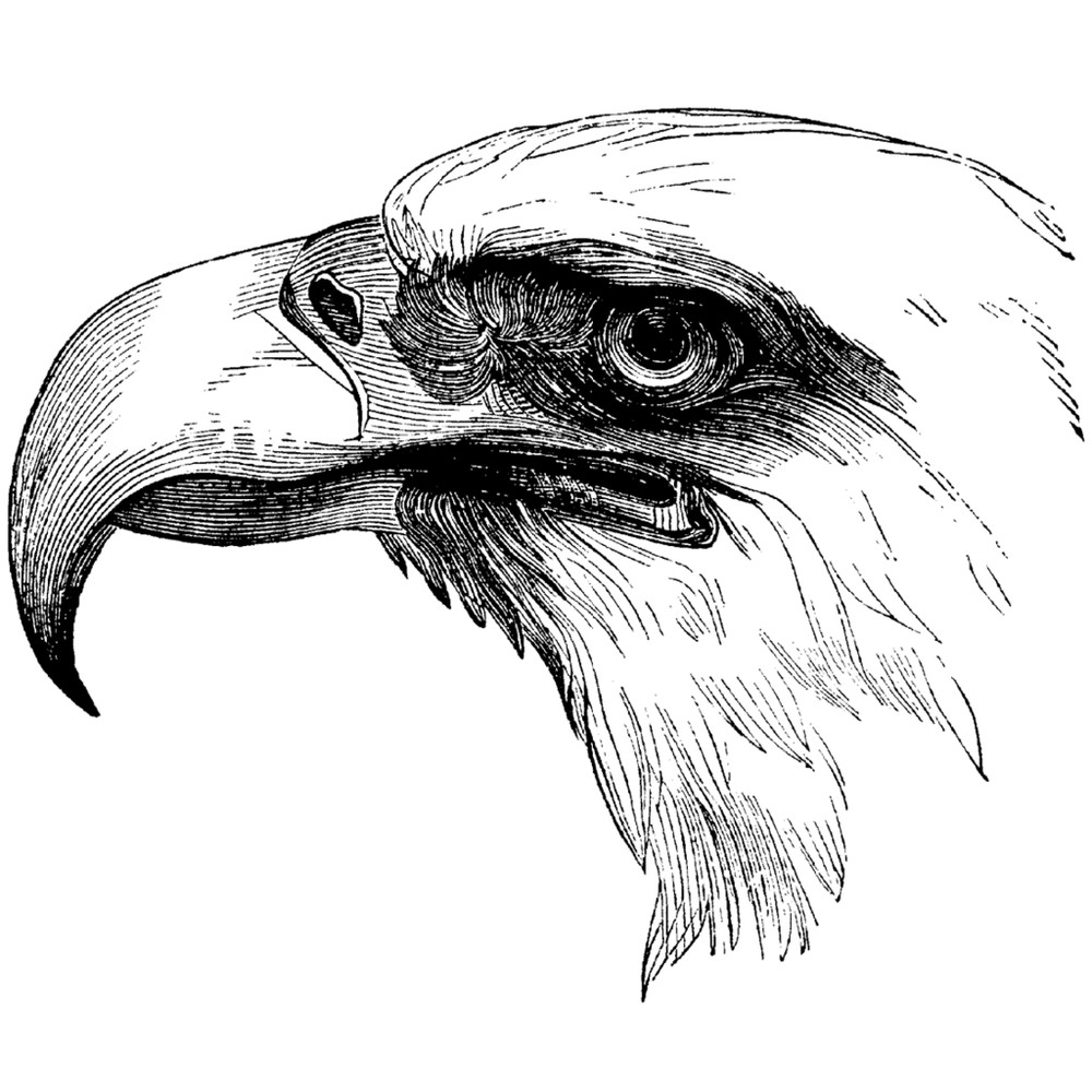temporary tattoo - Set of two wrist size Eagle (approx. 1.5" each)***