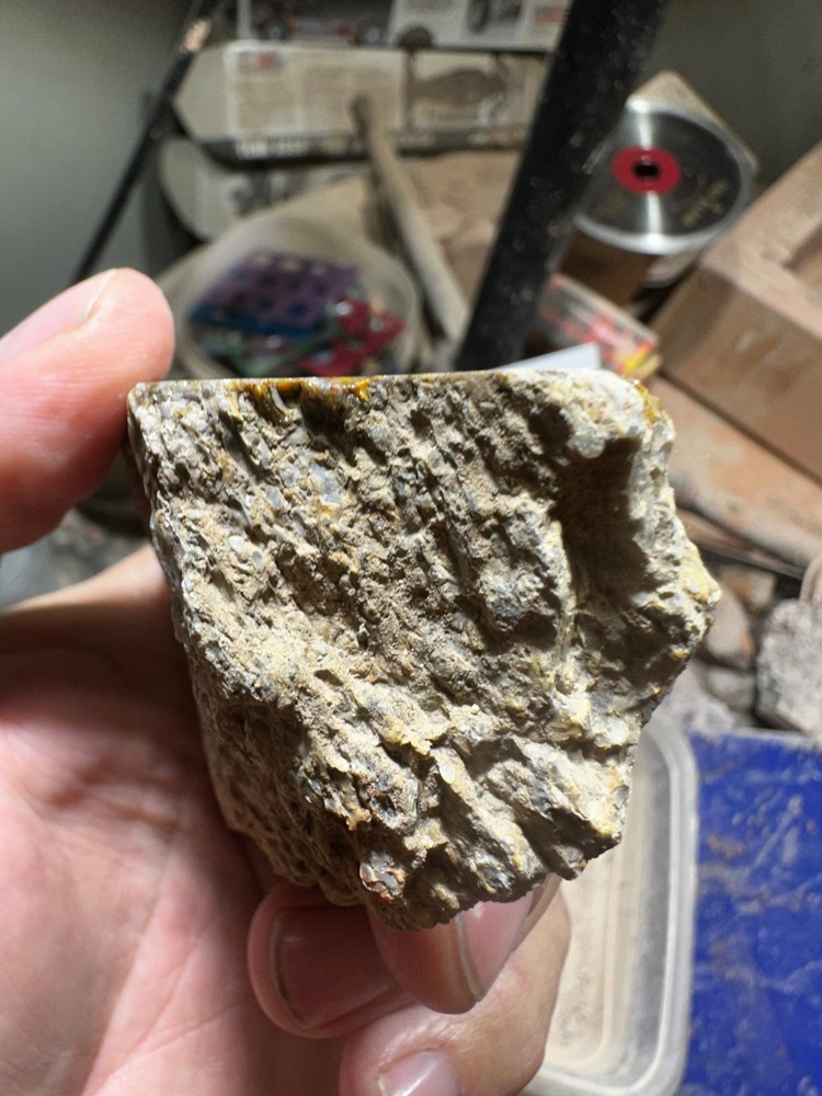 Dinosaur bone rough **hxtled end cut.