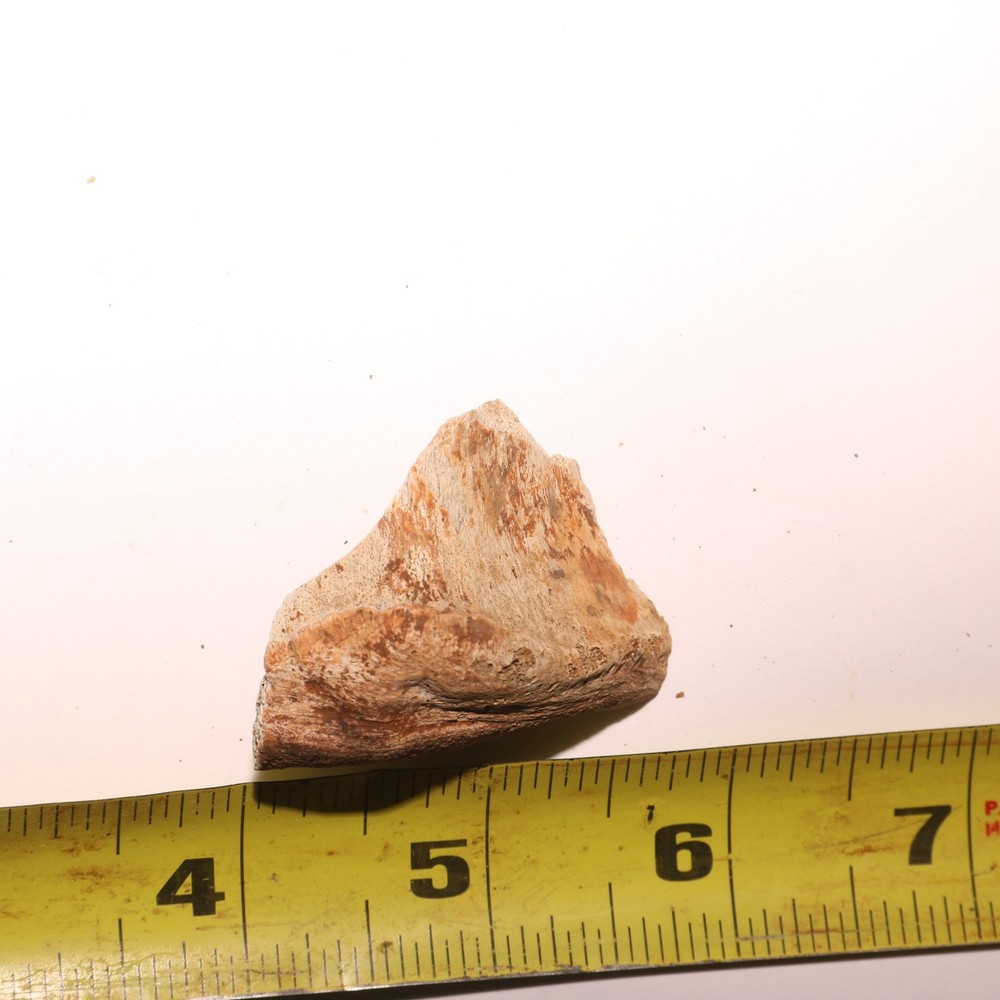 Dinosaur Vertebrae Partial - Hell Creek Formation - Nice Fossil CRETACEOUS