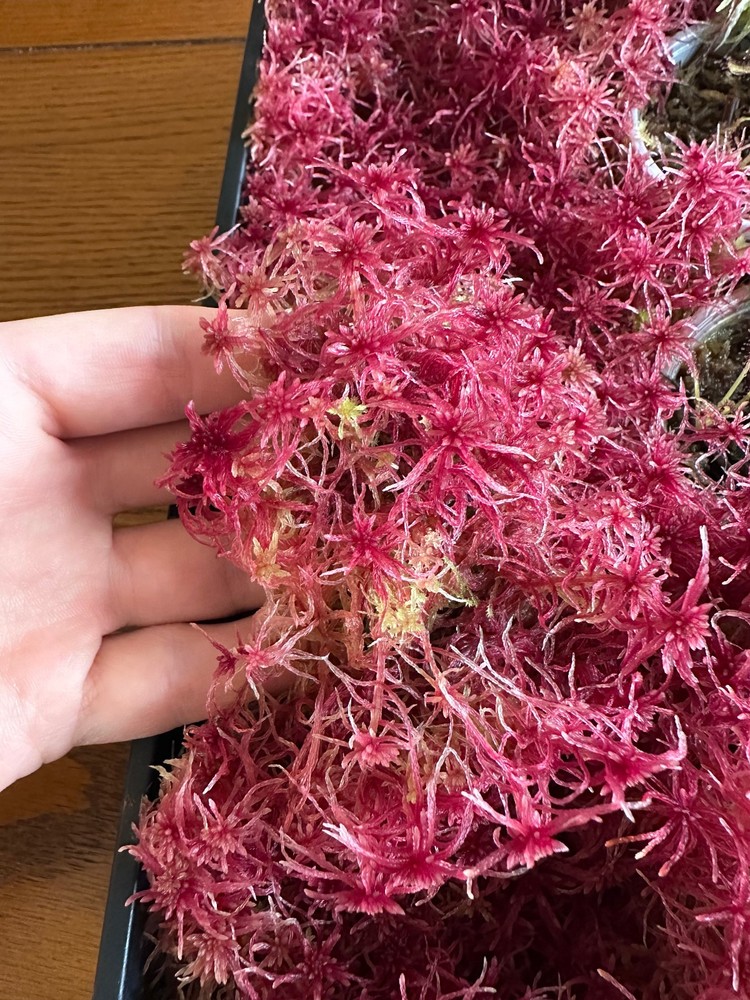 Live Sphagnum Moss - Red Form - 1 Measuring Cup Full
