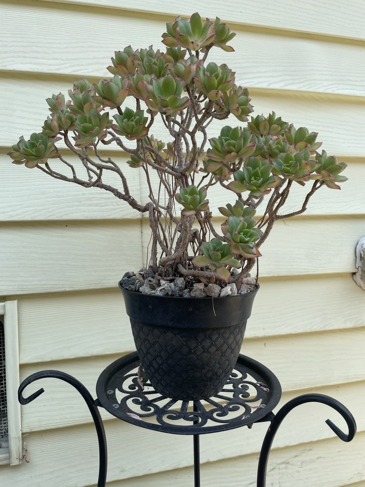 Bonsai Tree Aeonium Haworthia Tree Ship With Bare Rooted