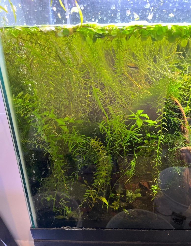 Aquatic Plant Bundle