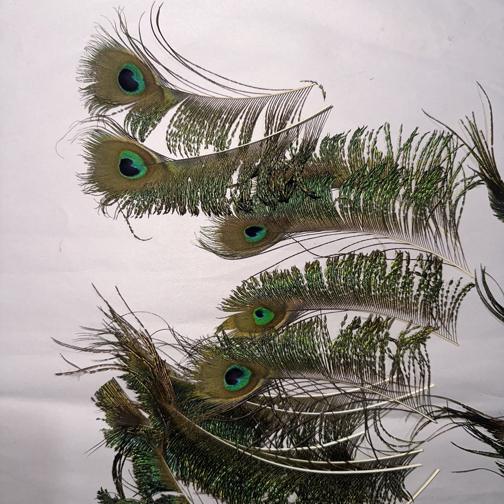 30 pc peacock feathers lot ref #2201