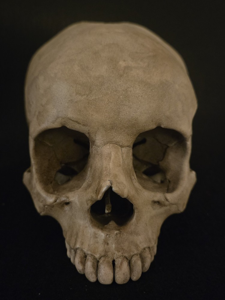 Human Skull Enlongated Realistic