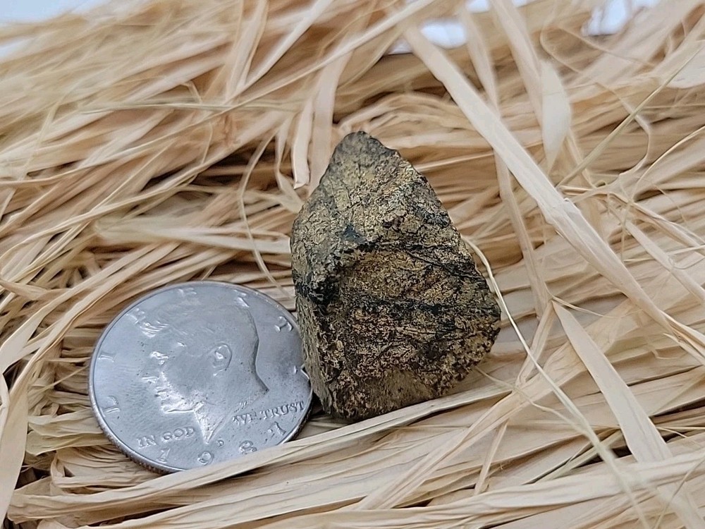 Triceratops Fossil Tooh Permineralized