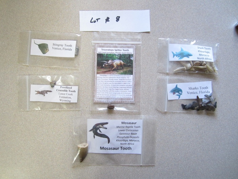 Dinosaur, Mammal, Sharks Teeth Kit