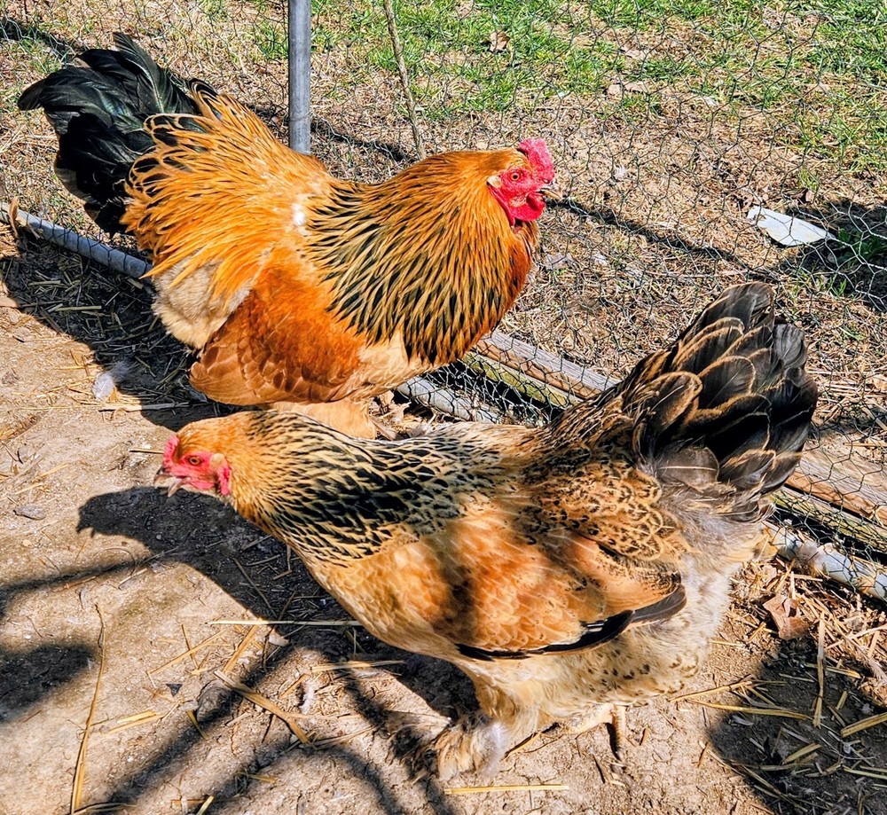 Hatching Eggs Buff Brahma 5+