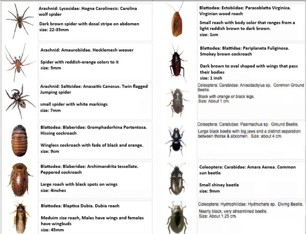 25+ Dead BUGS Preserved In Alcohol For Pinning