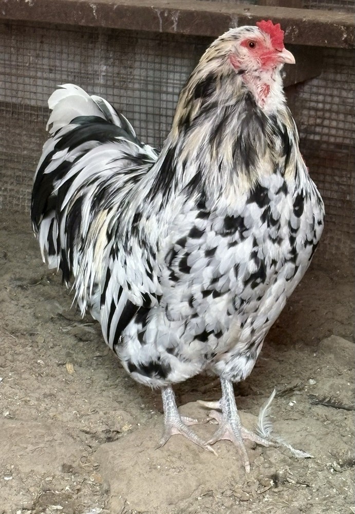 6 Ermine Ameracauna Hatching Eggs