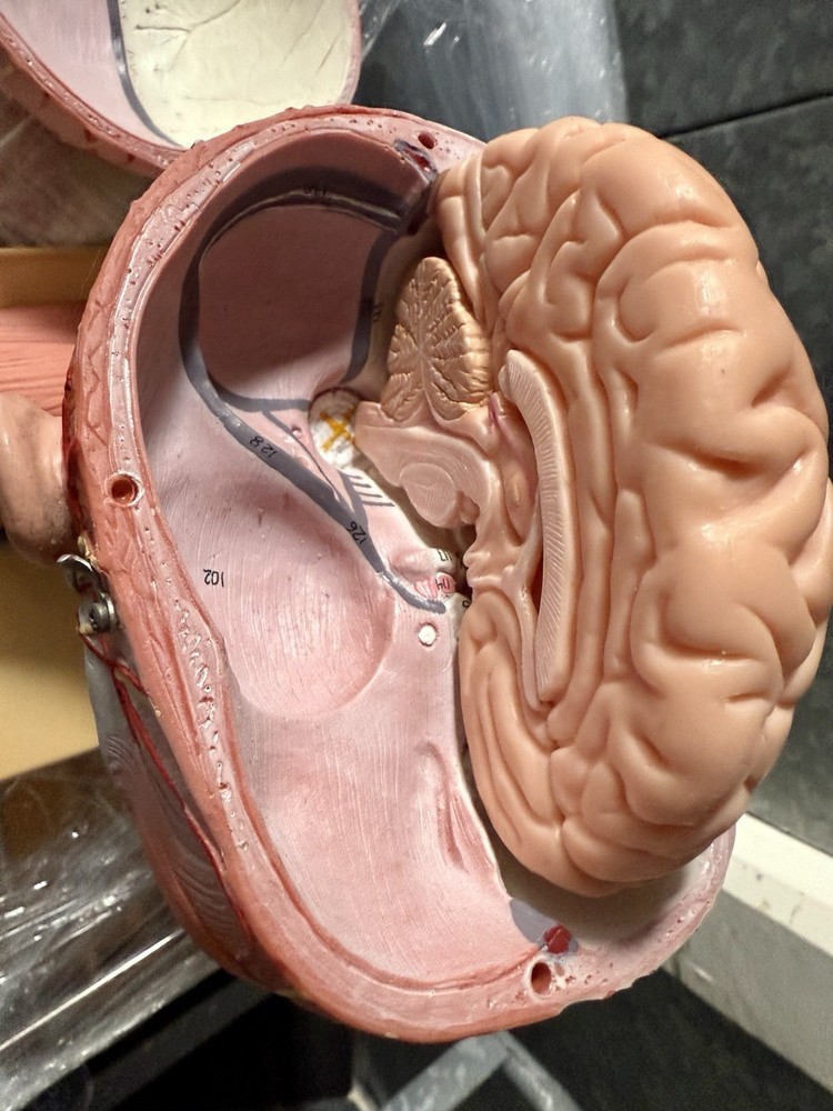 Head Model with Muscles & Vessels