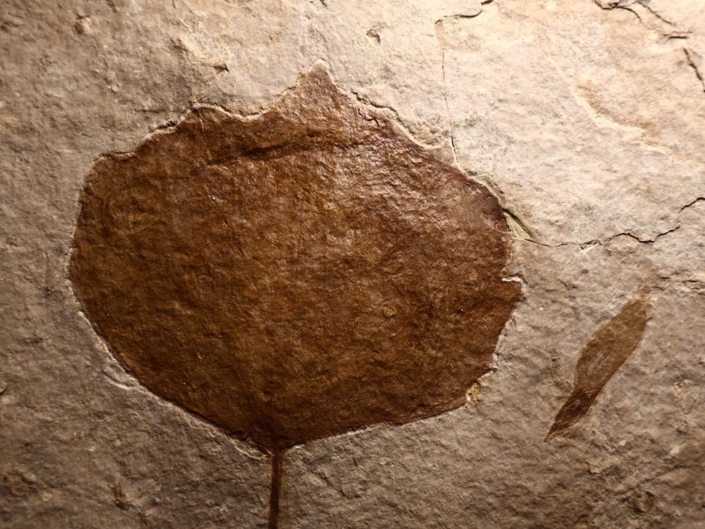 Nice Miocene Leaf Fossil Cherry Co., Nebraska