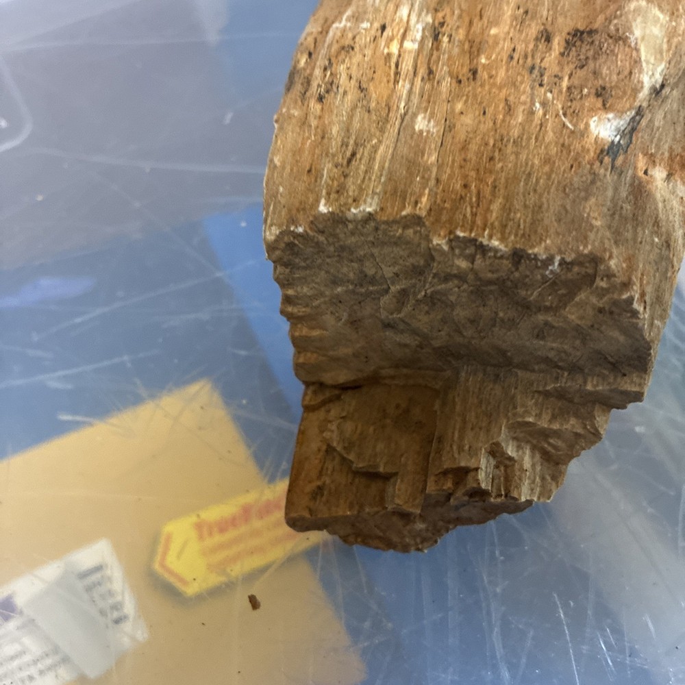 petrified wood rough