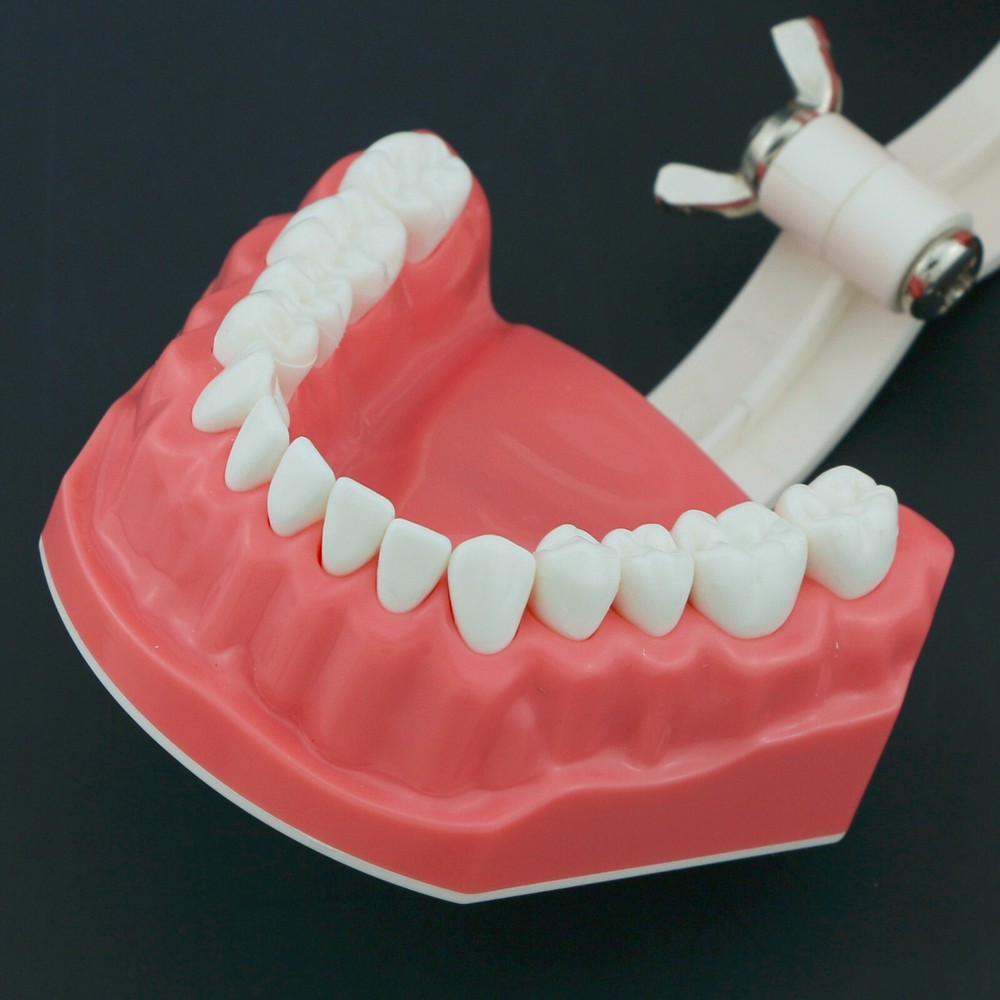 US Dental Teeth Model Brushing Flossing Studying Practice Teaching Model 7010-1