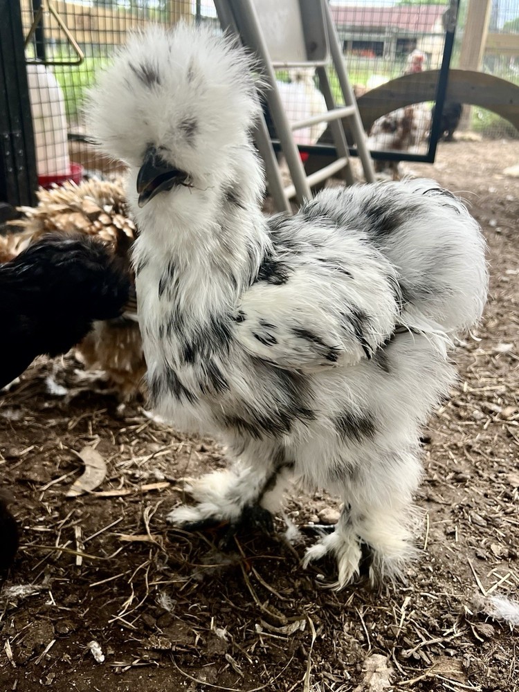12 RARE Hens Choice Hatching Eggs NPIP