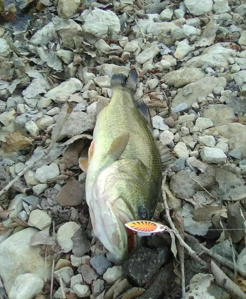 Strike Maxx Inline Spinner Bait Value Pack