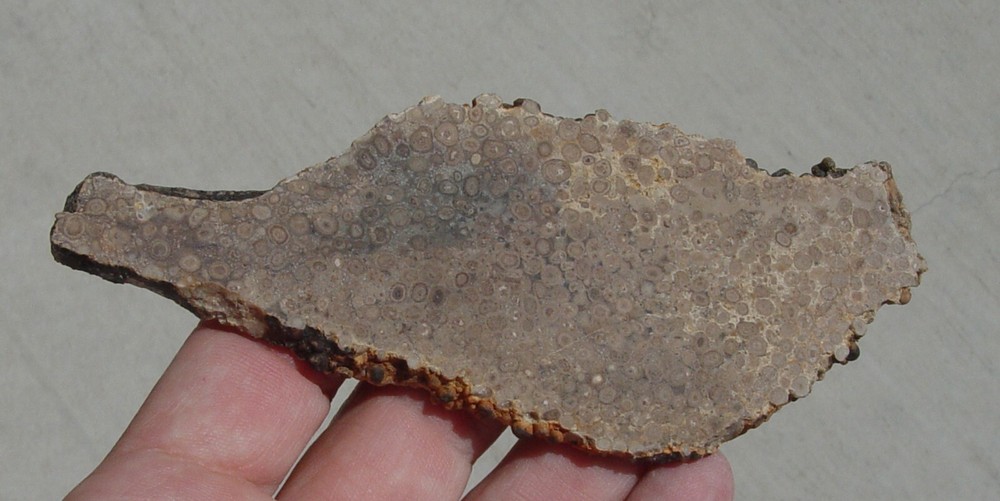 Oolite Lapidary Slab T1211