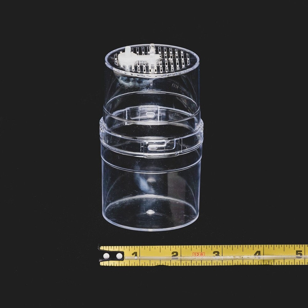 10 Pack Small Arboreal Spiderling Container
