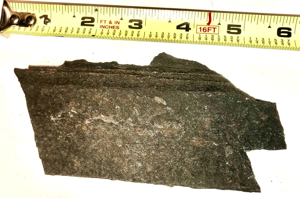 PETRIFIED WOOD FOSSIL PENNSYLVANIA