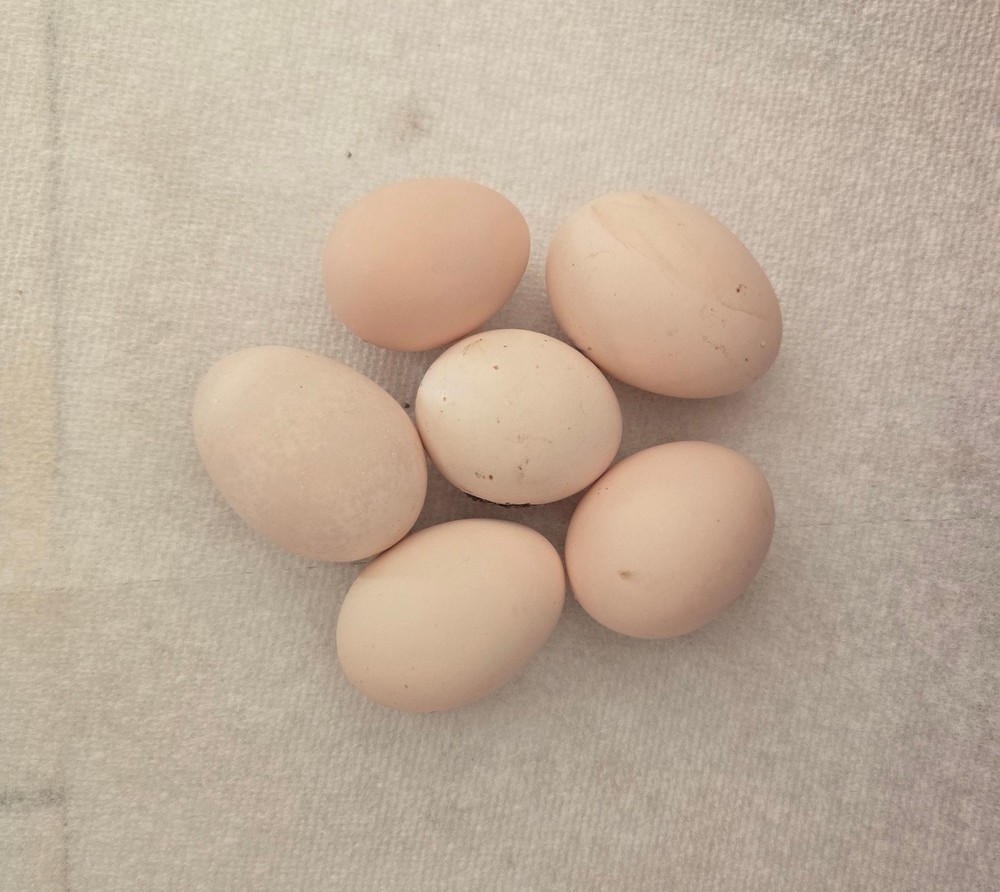 6+ Half Dozen Serama Chicken Hatching Eggs Mini Chicken