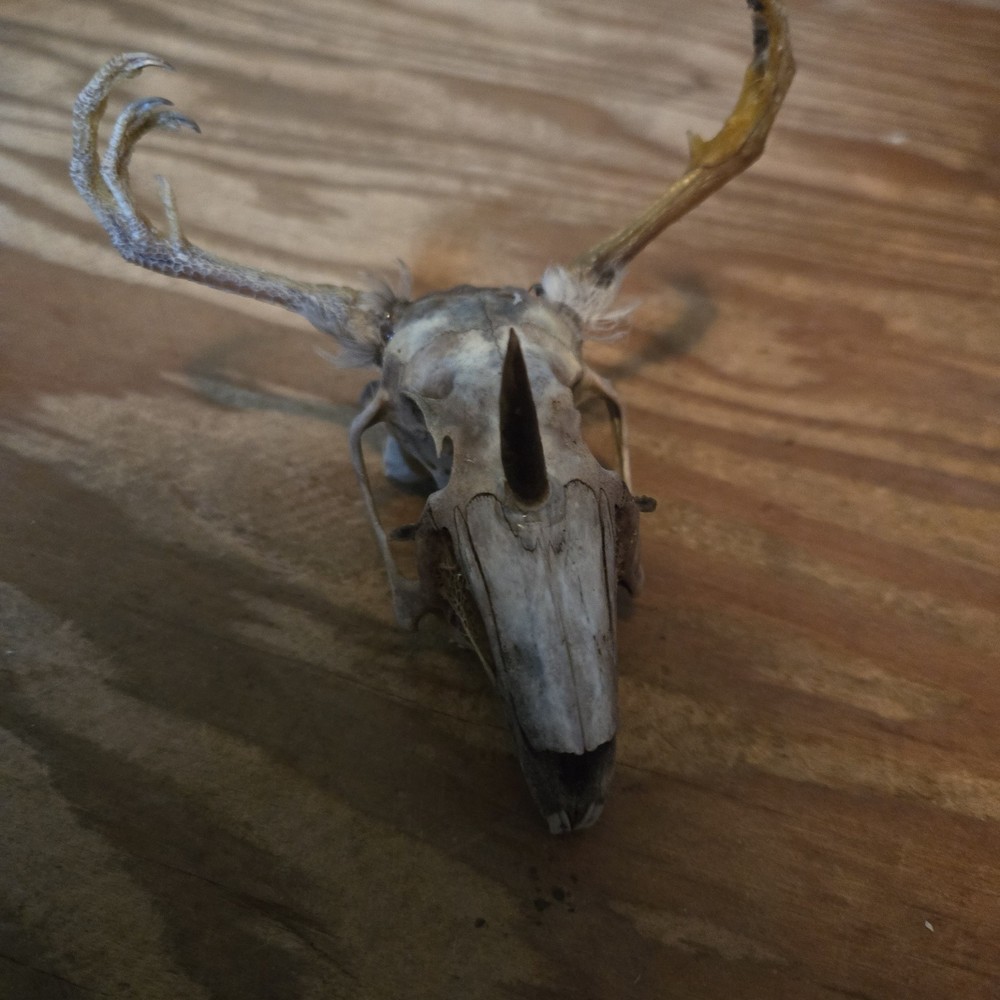 Wendigo Skull A