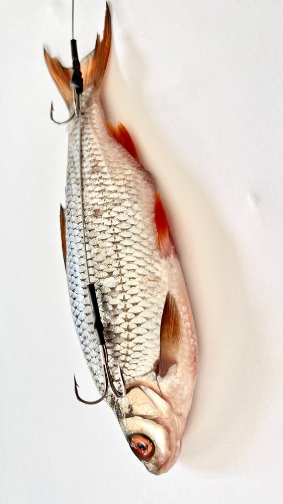 Pike Dead Bait Float PIKE Rigs Fishing Kit Including Trace Hook Float - PIKE UK