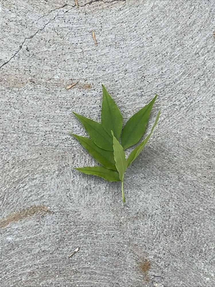 Leaf