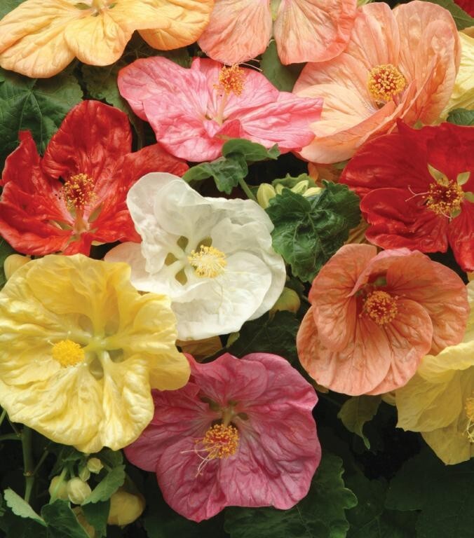 Abutilon `Flowering Maple` Giant hybrids seeds