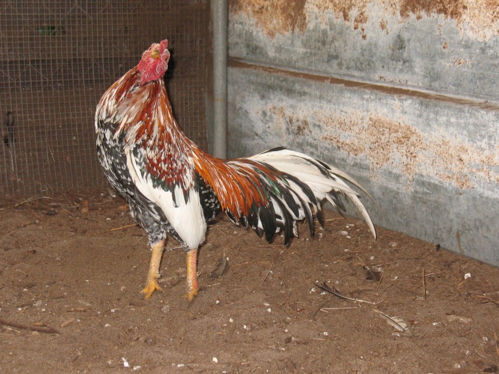 12 ASSORTED WAHL ASIL EGGS