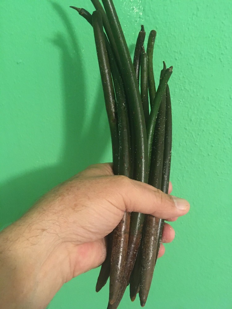 9 Florida mangrove seeds