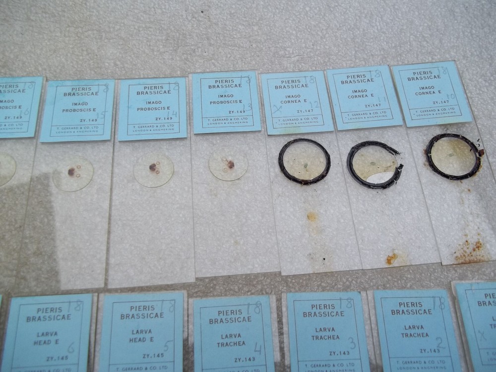 Vintage Glass Microscope Slides -