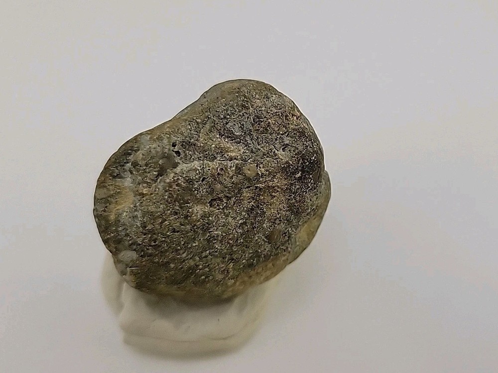 Real Permineralized Dinosaur Half Egg Embro Uv Reactive