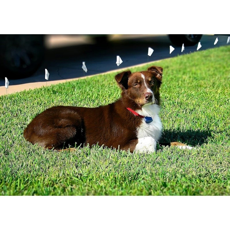 Active Dog Collar Waterproof Correction Level Adjustable Dog Training Device New
