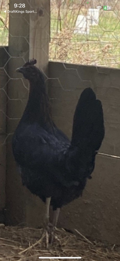 Madigan Texas Ranger Hatching Eggs 12 Eggs