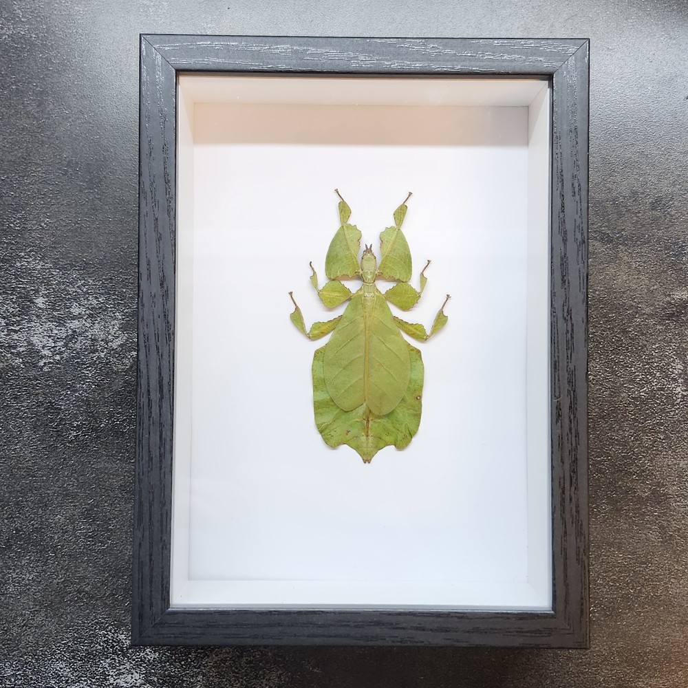 Real Insect Specimen Leaf Bug Shadow box Taxidermy Bug Beetle Butterfly Oddity