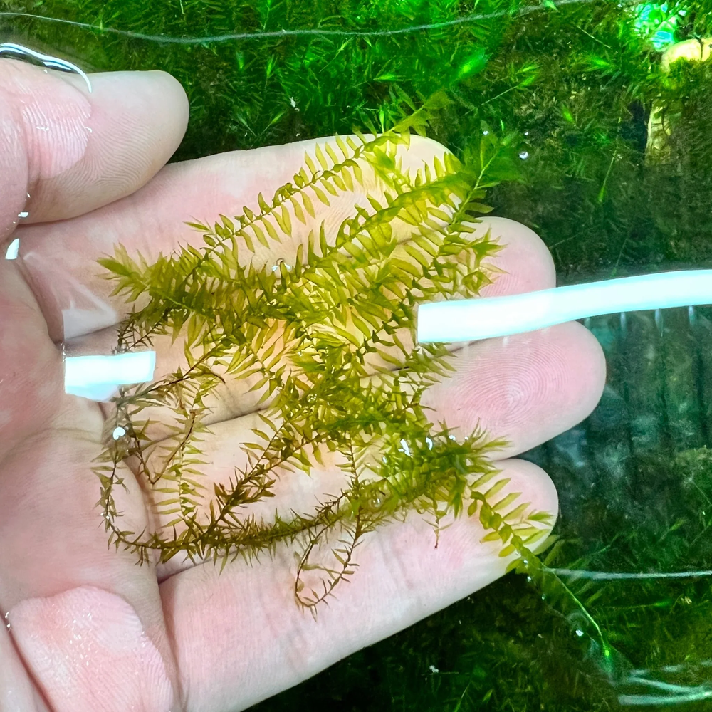 Willow Moss | Aquarium Plants Factory®