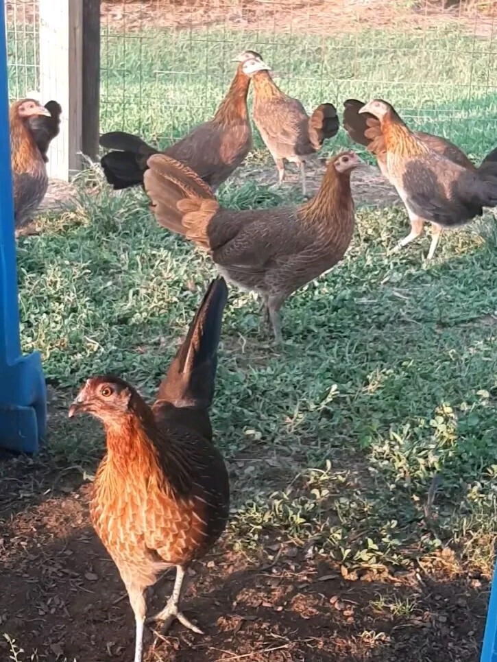 12 Chicken Hatching Eggs.