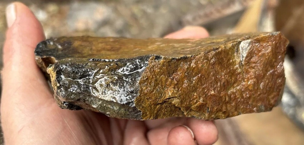 Tempskya petrified Palmwood