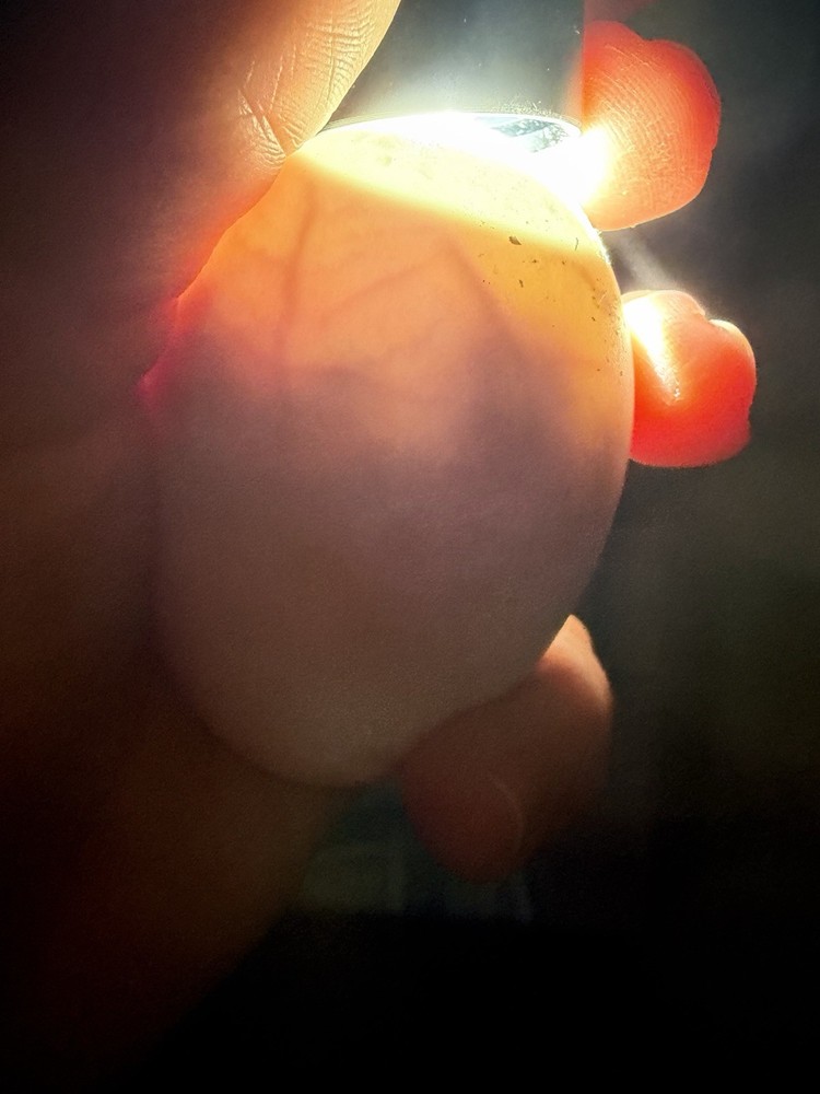 Saxony Duck Hatching Eggs