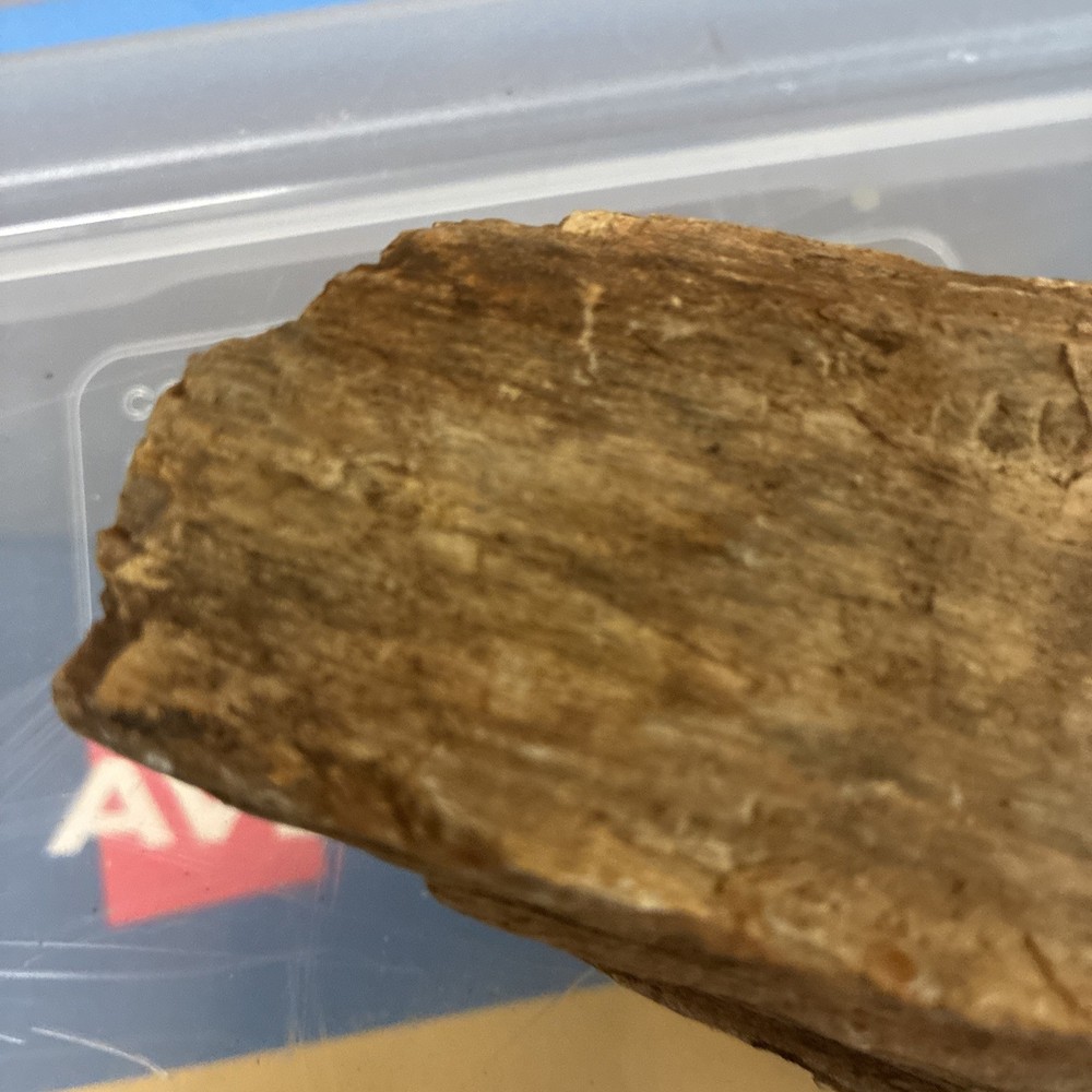 petrified wood rough