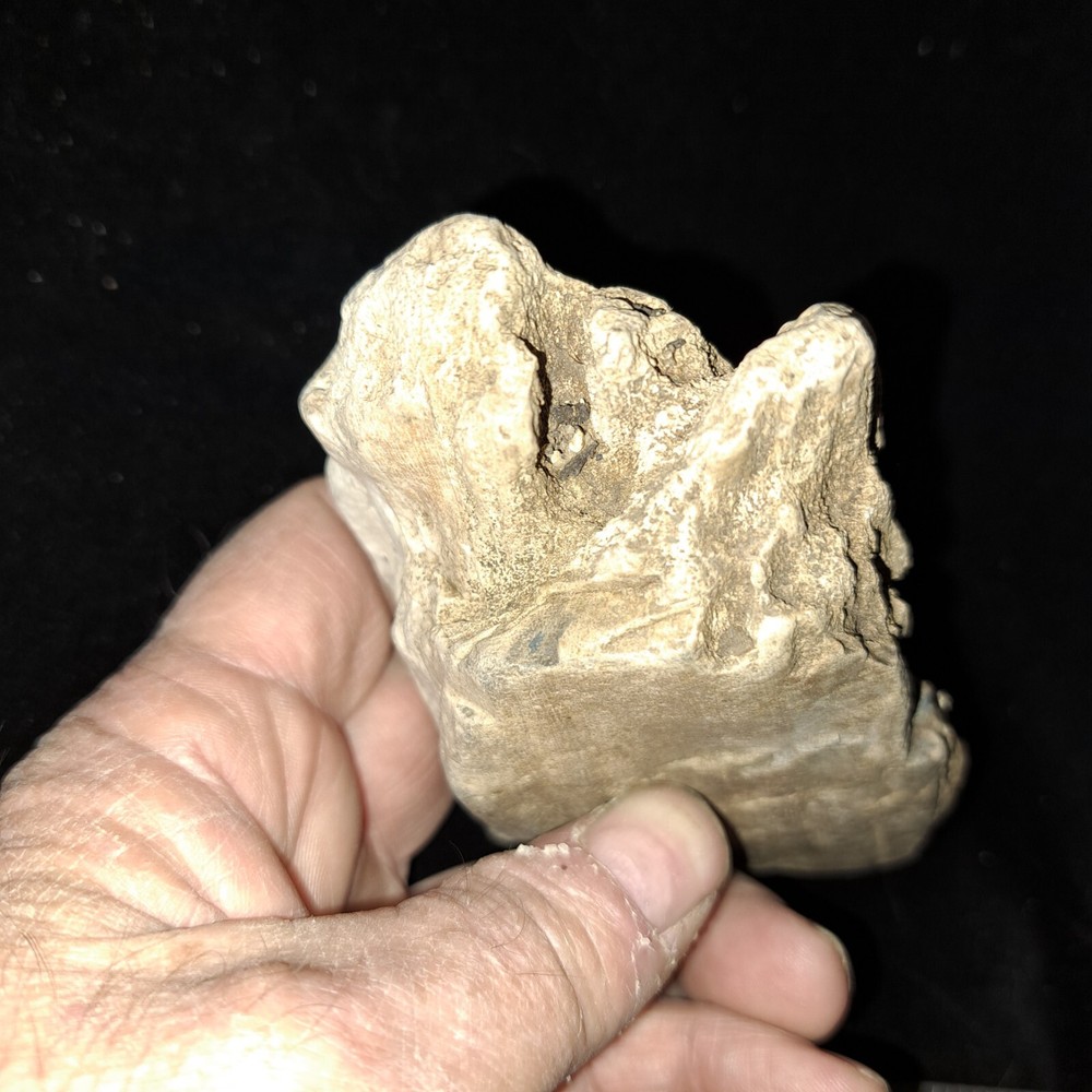 PETRIFIED FOSSIL TREE BROKEN SECTION 13 OZ COLORADO
