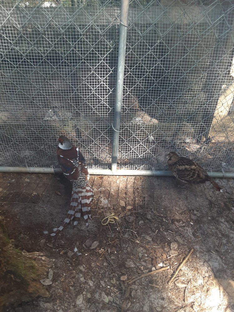 EGGS IN HAND Elliot Hatching Eggs - $30.00 an egg
