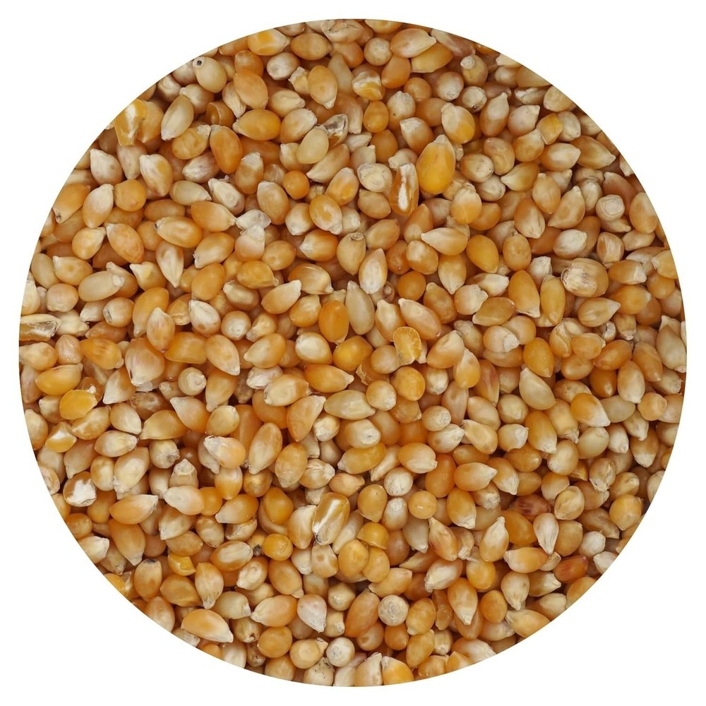Tiny Kernel Popcorn, 44 Ounce Bulk Bag, The Hampton Popcorn Company