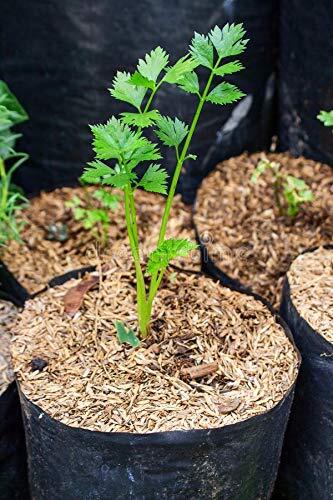 Ceylon Hydroponic Growing Medium Aquodic Rice Husk Hulls 100% Organic Pure