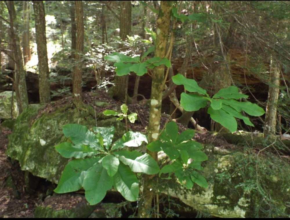 big leaf magnolia tree 12" to 30"